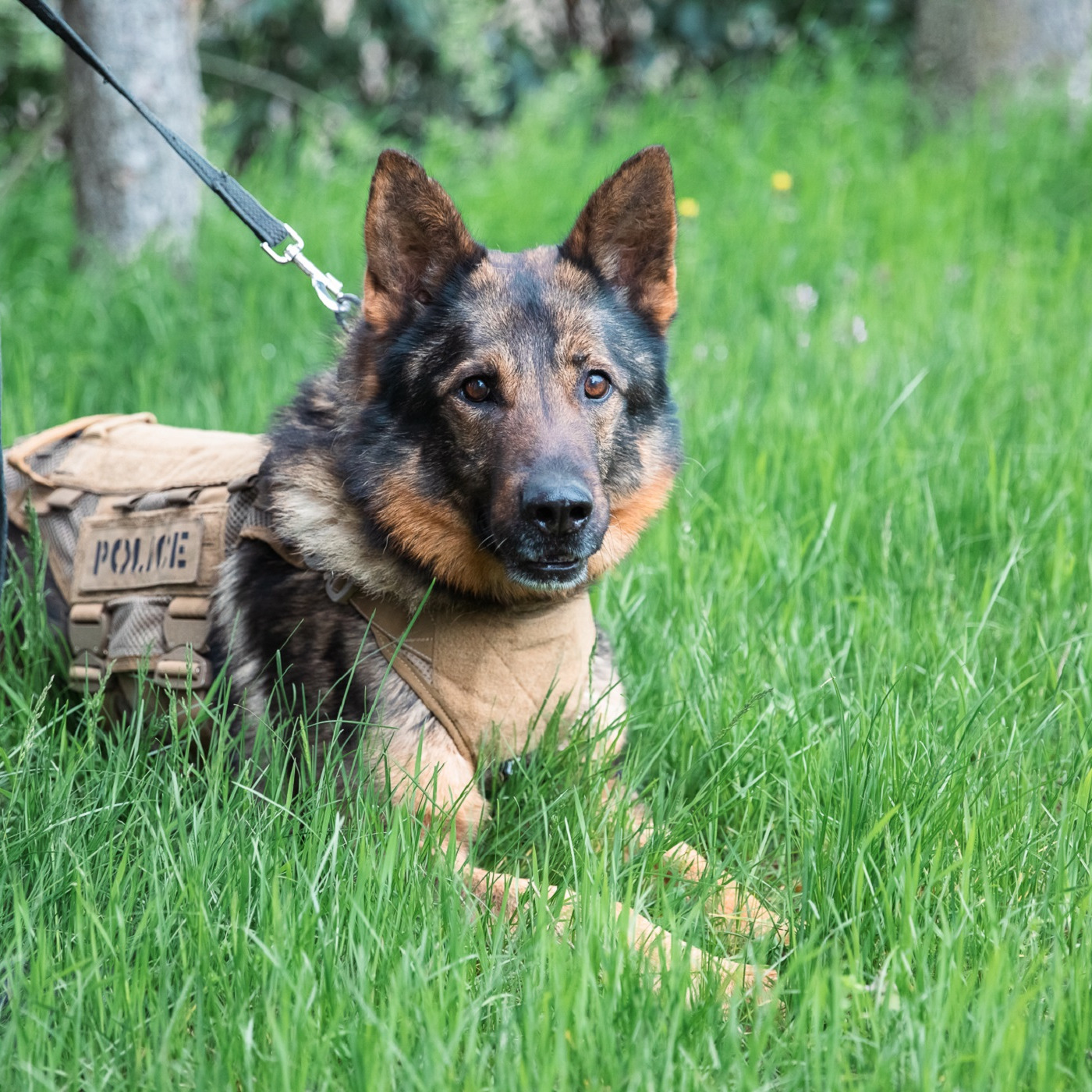 Rencontre avec la brigade canine de la police fribourgeoise episode artwork