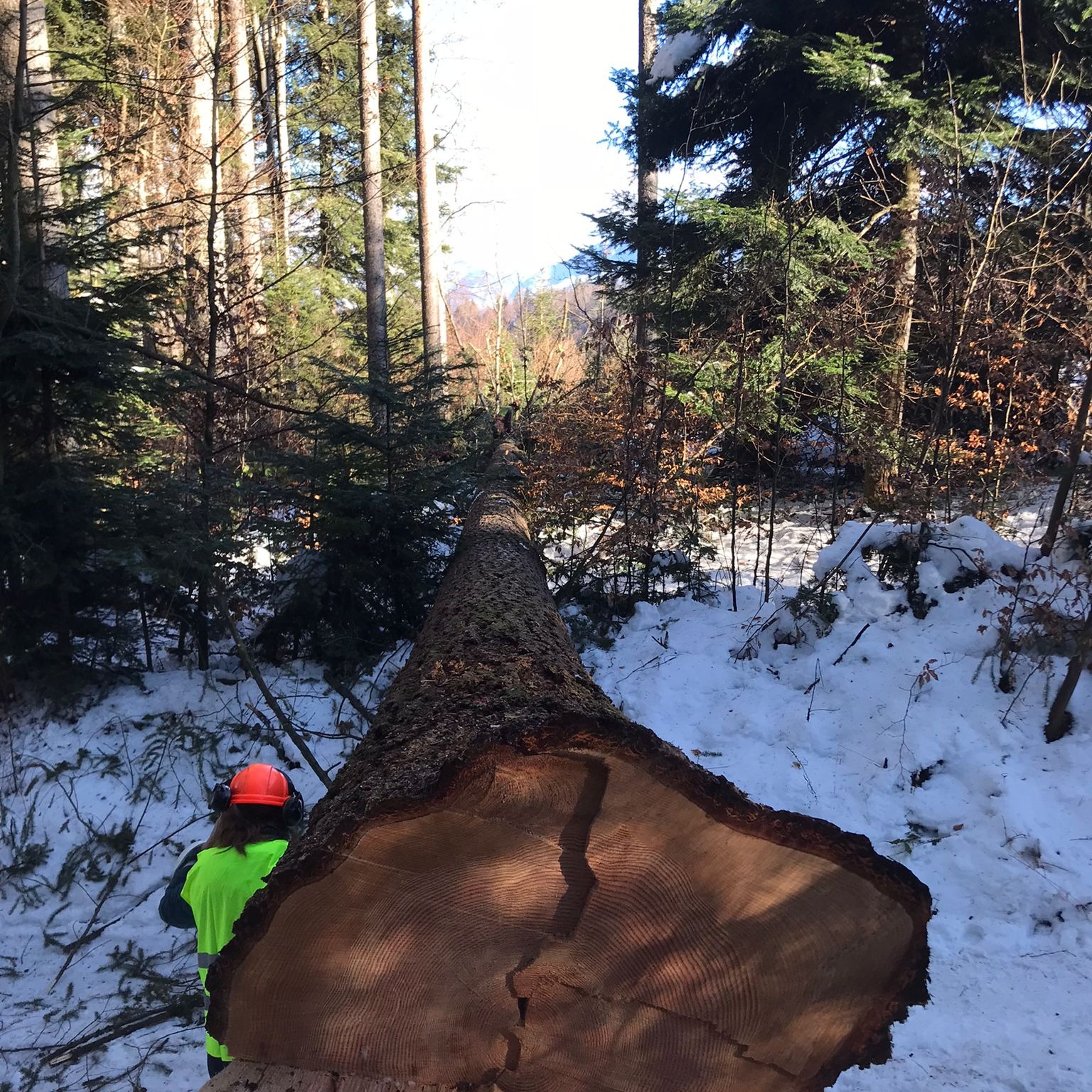 Un arbre de 35 mètres de haut abattu pour son bois episode artwork